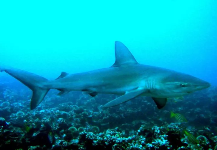 Tiburón Galápagos. EFE / Jackie Hazlewood