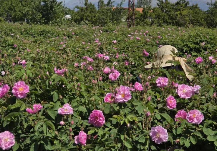 Isparta, en Turquía,  es conocida  como la "Ciudad de las Rosas" y el epicentro de la producción de aceite esencial. KL