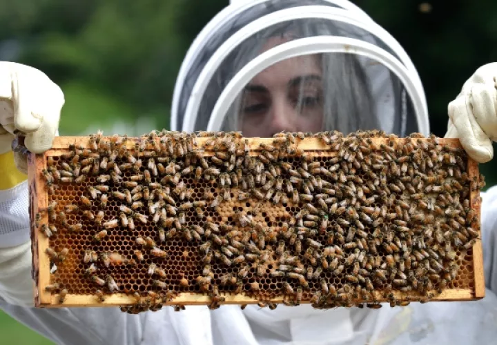 Esos químicos empleados en los insecticidas actúan sobre el sistema nervioso central de los insectos y, solo en Francia, se estima que causaba la muerte a 300,000 colonias de abejas cada año. FOTO/AP