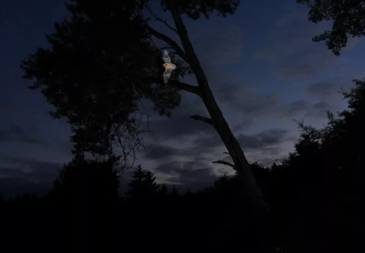En esta imagen se puede observar a un murciélago en su vuelo nocturno.  Foto Cortesía/Benjamin Hintz