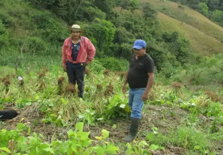 Productores agropecuarios están preocupados por la dura situación. Foto: Thays Domínguez. 
