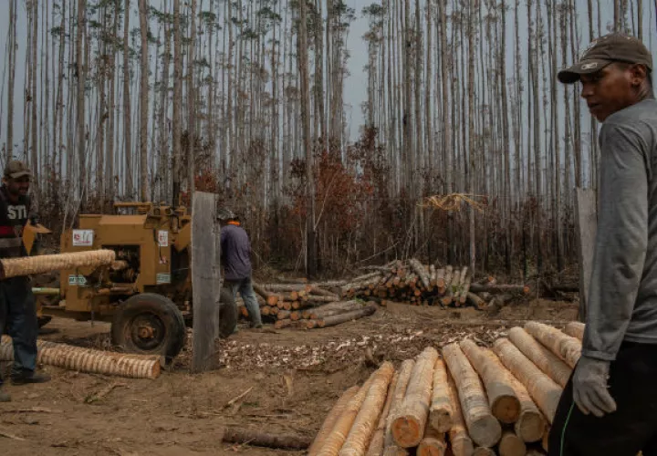 Agricultores brasileños ven la quema del bosque como parte de la vida. Recolectando madera. Foto/ Victor Moriyama para The New York Times.