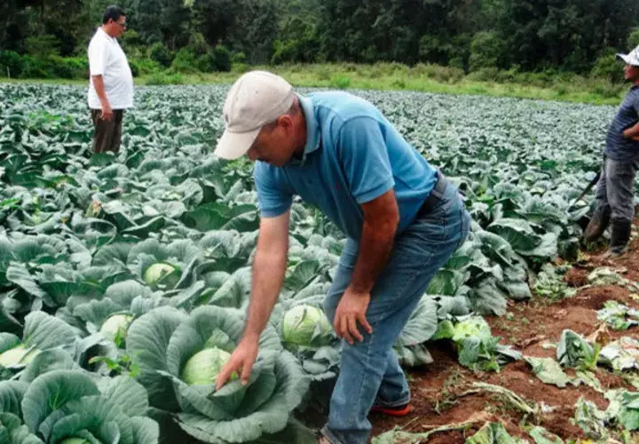 Está dirigido a mejorar la rentabilidad de las organizaciones de agricultores