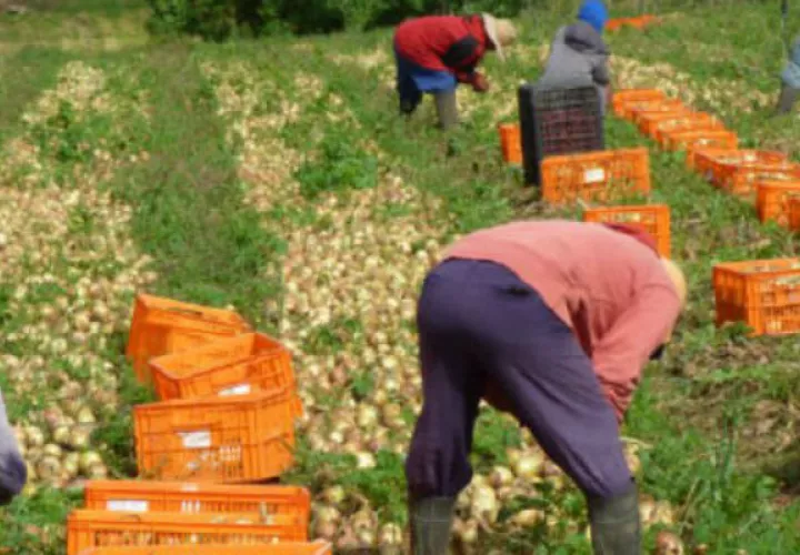 El sector agro hasta agosto de 2018 ha generado unas 265 mil plazas de empleo.