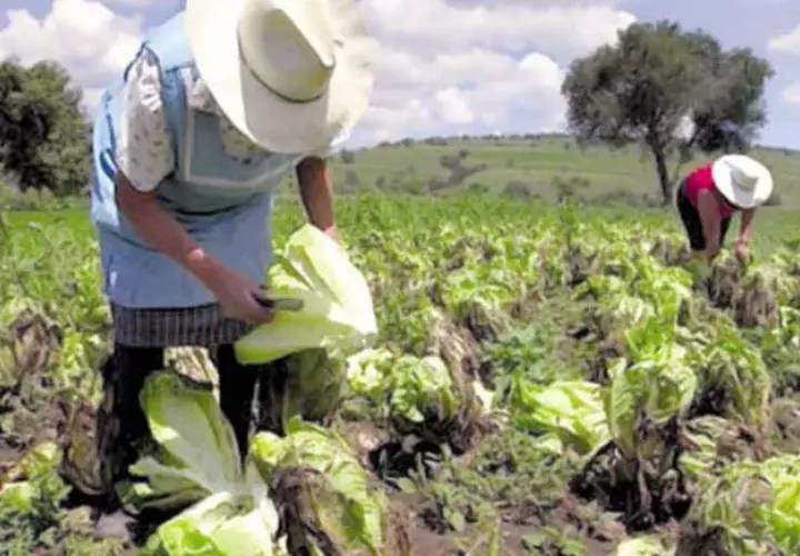 La Cámara de Comercio indicó que se debe establecer una estrategia nacional para el desarrollo del sector agro.