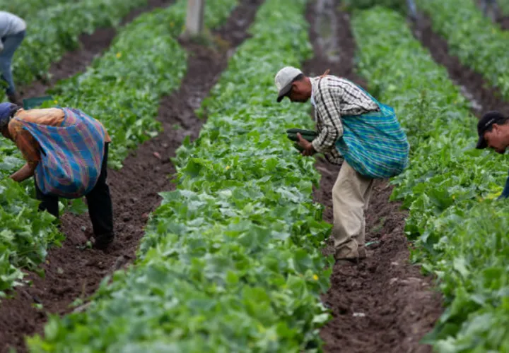La agroindustria se ha convertido en una de las grandes apuestas del Gobierno colombiano. Foto/Efe