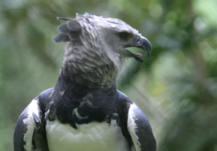 Águila arpía (Panamá), ave nacional, luce majestuosa. Archivo.