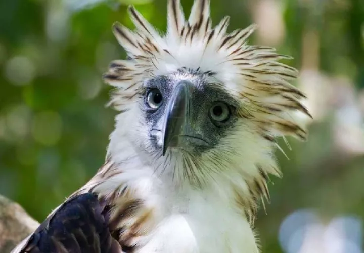 Águila de Filipinas 