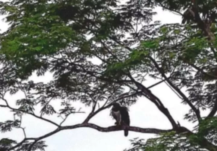 Supuesto avistamiento del Águila Harpía _(Harpia harpyja)_ en la comunidad de Quebrada de Piedra