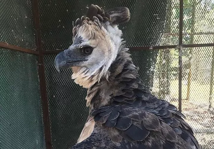El águila harpía que se hurtaron fue rescatada en Nombre de Dios, provincia de Colón.