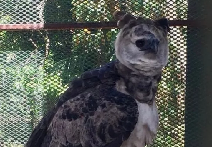 El águila harpía que presuntamente se hurtaron fue rescatada en Nombre de Dios, provincia de Colón.