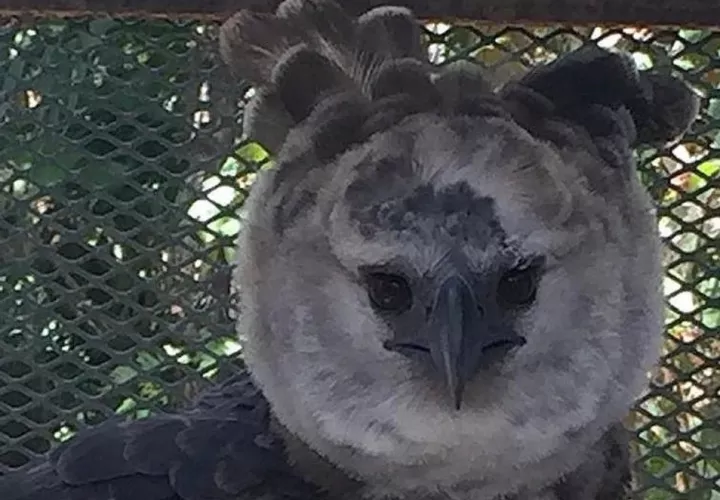 El águila harpía que presuntamente se hurtaron fue rescatada en Nombre de Dios, provincia de Colón.