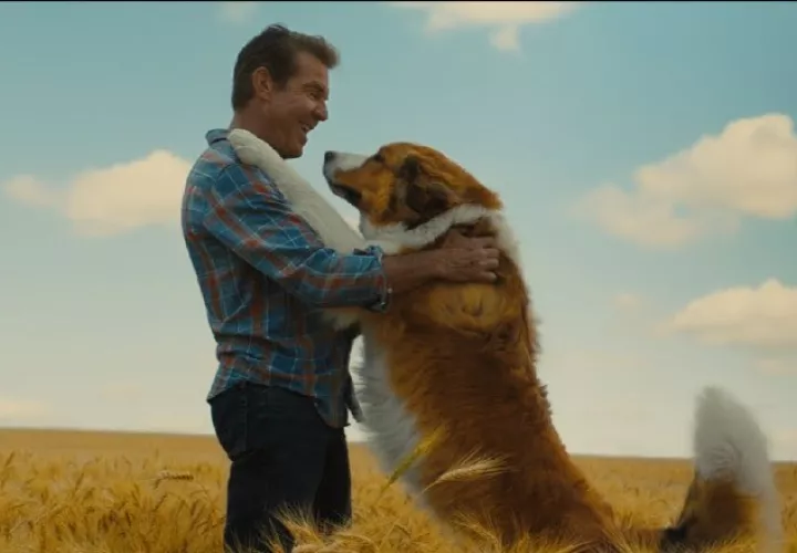  "A dog's journey".