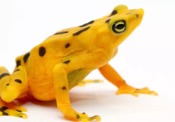 'Atelopus zeteki', la rana dorada de Panamá.  Foto: Cortesía/Brian Gratwicke 