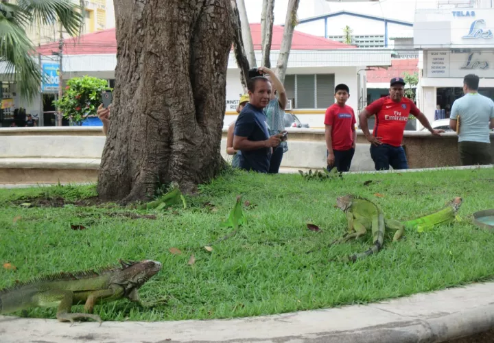 El  plan se ejecutará basado en la Ley 24 del Decreto Ejecutivo 43, que reglamenta la vida silvestre 