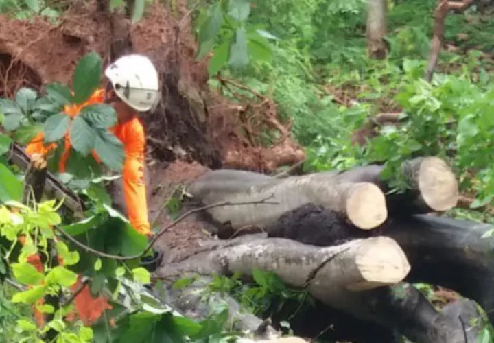 Caída de árbol en Río Abajo. Foto del Sinaproc