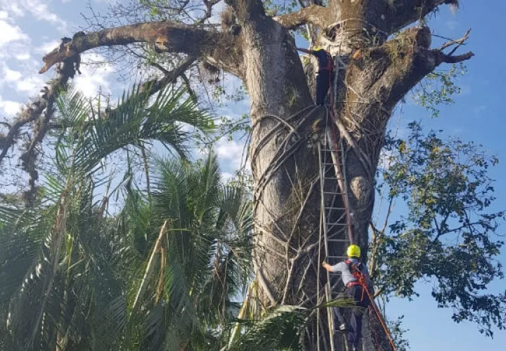 El hombre casi cae del árbol al sentir un fuerte dolor de espalda. Foto: Víctor Eliseo Rodríguez.