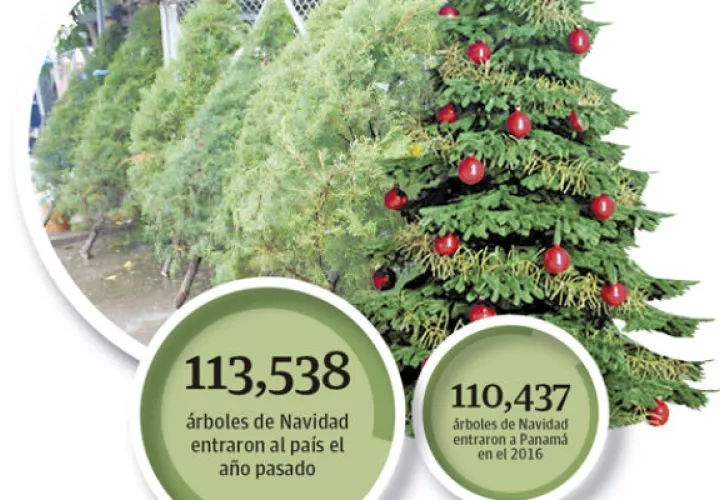 En los últimos cuatro años han ido en aumento la cantidad de contenedores con arbolitos que entran al país