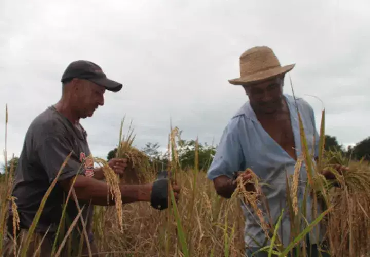 Panamá no es autosuficiente en la producción de arroz. Archivo