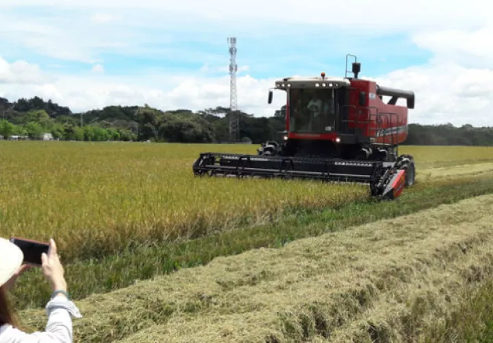 Las agrupaciones productoras de arroz a nivel nacional han solicitado al ministro Eduardo Enrique Carles convocar a una reunión de agro cadena del arroz 