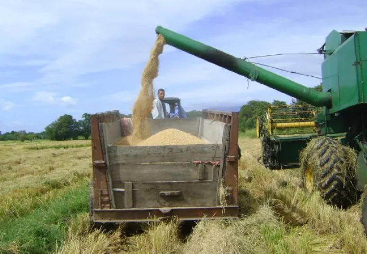 Los productores de arroz presentarán propuestas a las autoridades para poder aumentar la producción de este rubro. Archivo