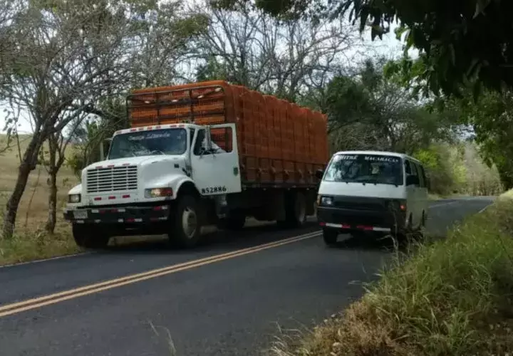 Los pollos que eran transportados en el camión no sufrieron picaduras. Foto: Thays Domínguez. 