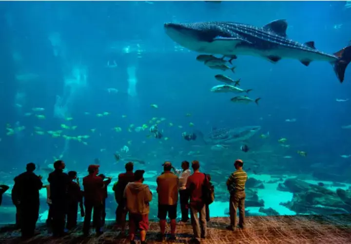 Miles de turistas visitan el impresionante Acuario de Atlanta, una de las atracciones turísticas.