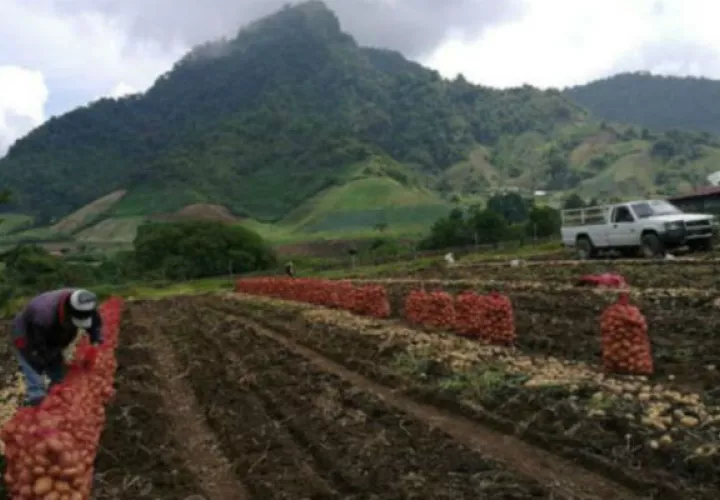 Productores culpan a la Aupsa del desorden en importaciones. Archivo
