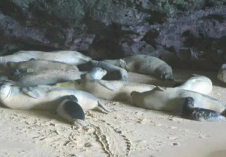 Se ha presentado una denuncia por la muerte de las focas en Nueva Zelanda. Foto: EFE