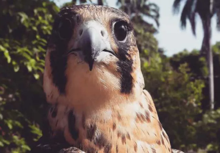Esta es la historia de Montreal, un halcón peregrino que fue herido, pero fue rescatado por personal del Parque Municipal Summit.