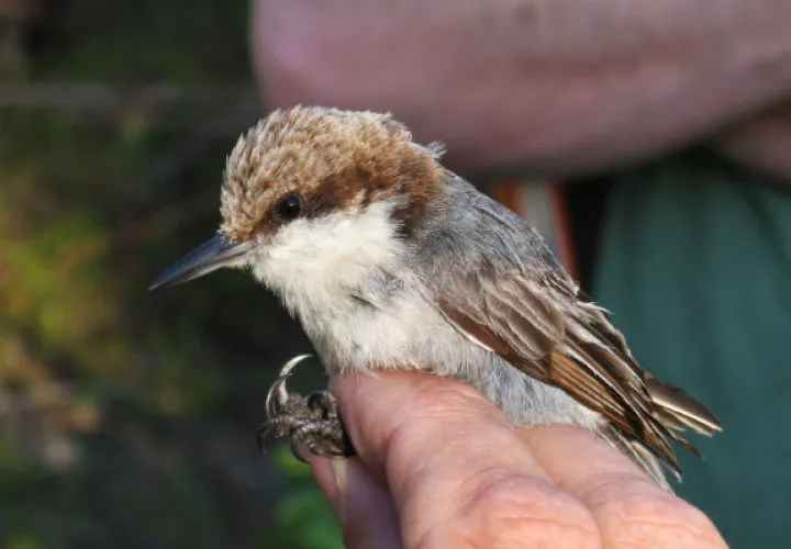 Antes de que el huracán Dorian azotara las Bahamas, el trepador de las Bahamas estaba en peligro de extinción. Foto/ Tom Benson.