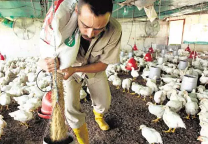 La producción avícola  en Panamá sigue siendo  una de las actividades  de mayor  importancia económica y social.