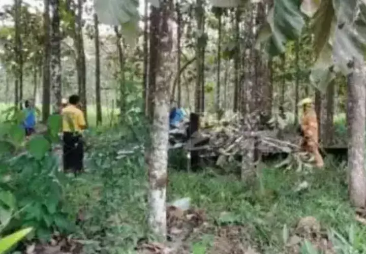 El piloto se estrelló contra una plantación de árboles de teca.