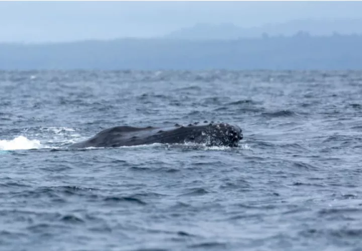 De acuerdo a los especialistas, el tiempo de avistamiento no debe exceder los 30 minutos si las ballenas tienen cría. Foto/Cortesía de FSA Productions