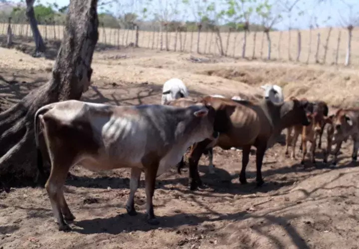 Un recorrido por la provincia permitió comprobar que uno de los lugares más afectados es la comunidad de El Corozal de Macaracas, donde hace más de 15 días no llega el agua a los hogares. Foto/Thays Domínguez