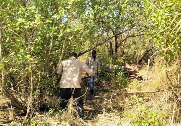 Se trata de una práctica ilegal, la cual lastimosamente es común en esta época del año, para la elaboración y restauración de cercas en fincas aledañas al área protegida. Foto/Thays Domínguez