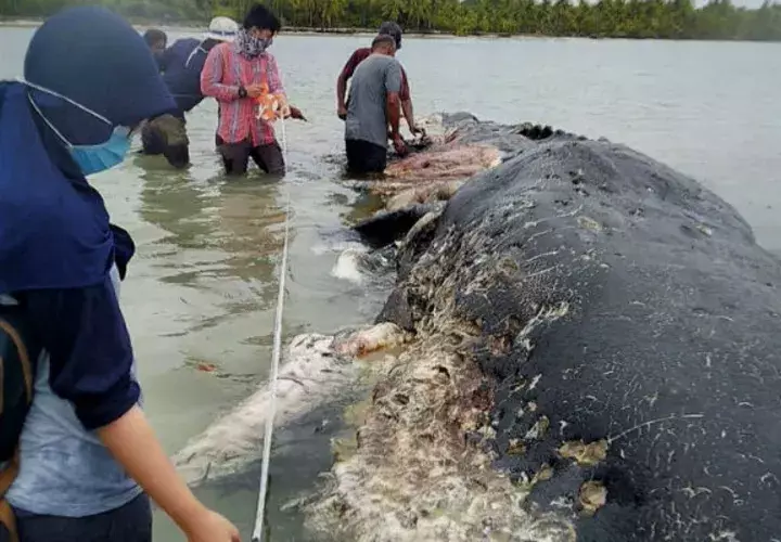 Investigadores parados cerca de la ballena en una playa en la isla de Kapota, Indonesia.