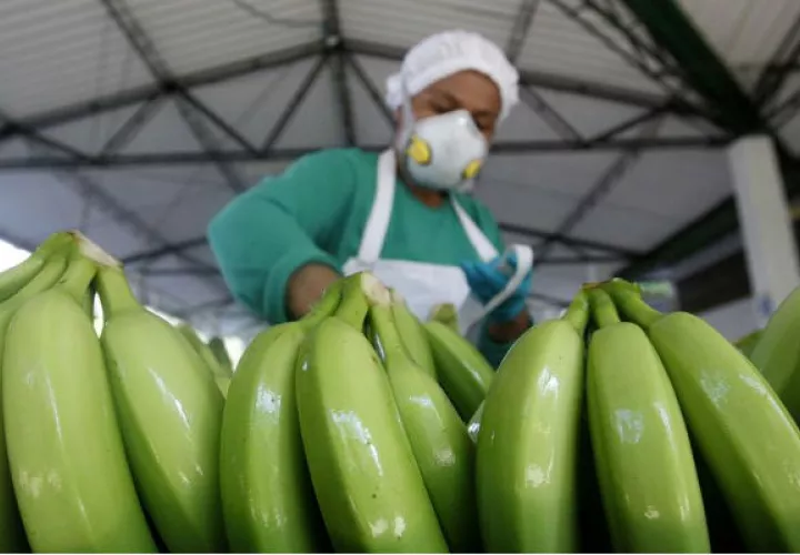 El Instituto Colombiano Agropecuario (ICA) detalló que se pusieron en marcha tres puestos de control fitosanitarios.