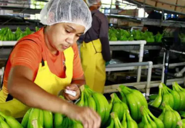 Los primeros trasplantes de banano variedad “gran naim” se desarrollaron en las fincas de Renacimiento y Barú.
