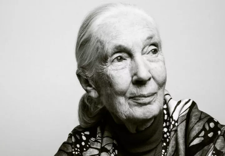 Tarzán atrajo a Jane Goodall a África. Un video de animales en un laboratorio la convirtió en activista. Foto/ Guerin Blask para The New York Times.