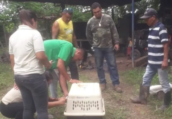  Tras ser ubicadas, las serpientes son trasladadas a lugares como la reserva hídrica de cerro Borrola de Pesé y la Reserva Municipal Cerro El Pedregoso, donde se espera se desarrollen apropiadamente. Foto/ Thays Domínguez