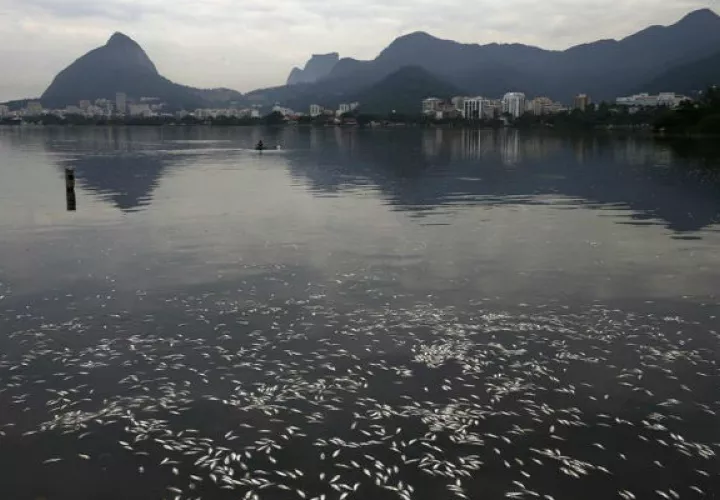 Vista de la cantidad de peces muertos recogidos en Río de Janeiro. EFE 