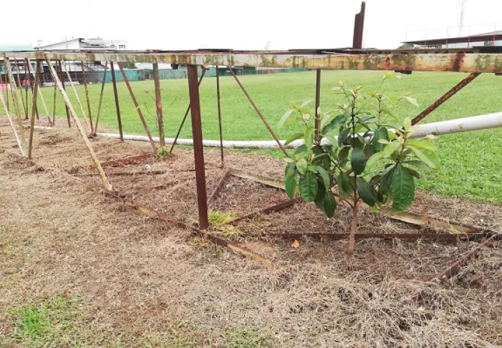 Crecen plantas en el diamante.
