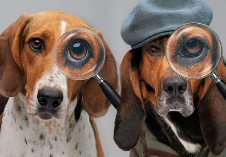 Buscadores de mascotas. 