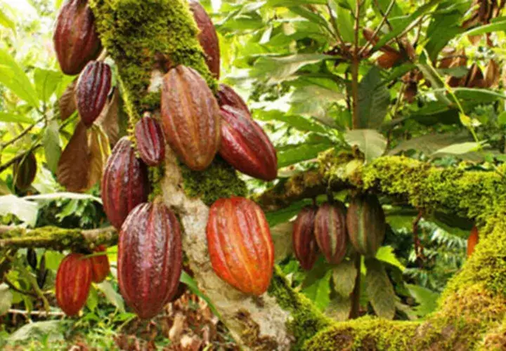 El Salvador, que en la actualidad es "deficitario" en la producción de cacao