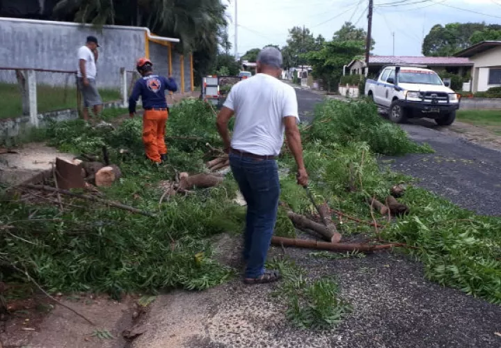En Las Tablas varias vías resultaron bloqueadas por árboles que cayeron tras la lluvia. Foto: Thays Domínguez. 