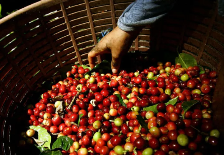 En 2018 el precio promedio de una libra de café arábiga fue de 1,01 dólares, y en abril de 2019 cayó a 0,95 dólares. Foto/Efe