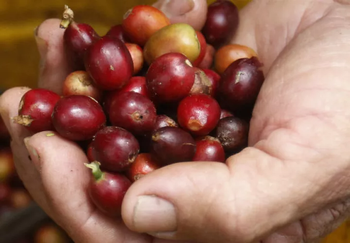  Los caficultores colombianos produjeron 874 mil sacos.
