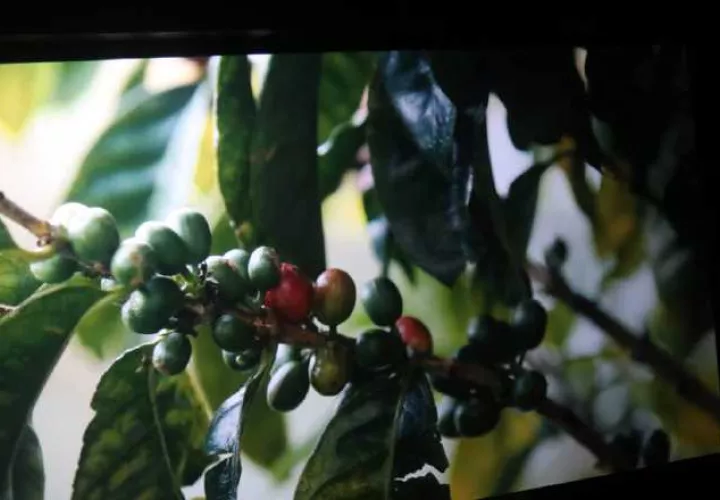 Reconocen labor de  productores. Archivo