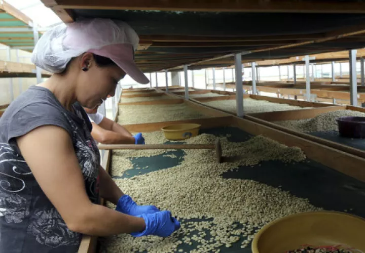 En 2018 el café especial geisha, la estrella de la producción cafetera de Panamá, se vendió a un precio récord de 803 dólares la libra. Foto/Efe